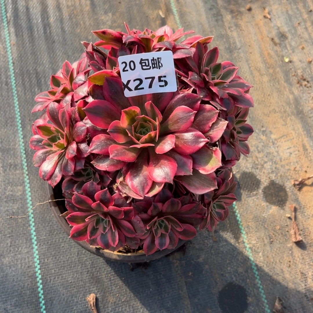 275女妖，满20包邮嘟叮熊