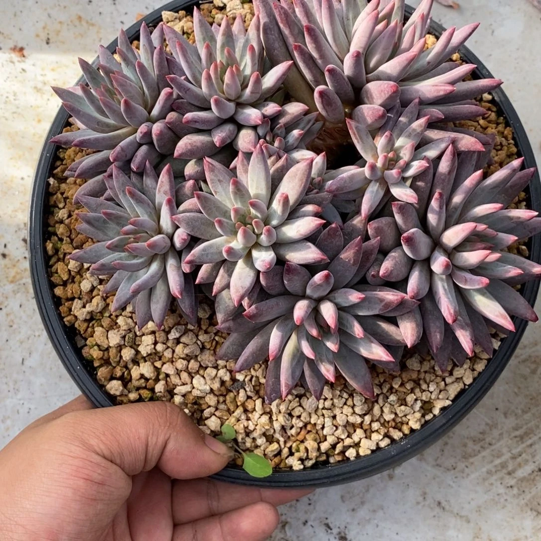 综合链接紫体虞美人