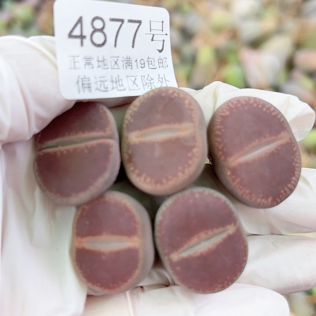 4877五年Ko5个2-2.5cm