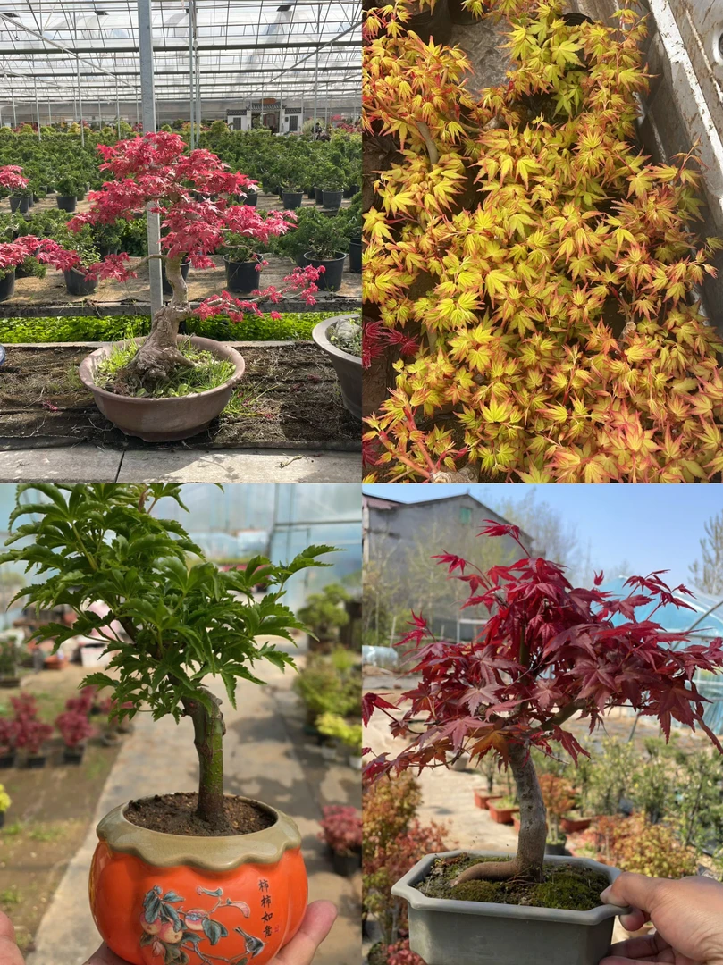 枫树，黄杨等各种盆栽盆景，室内桌面植物摆放黄卢盆景