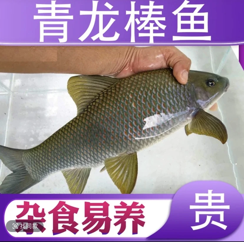 活体鱼四川青龙棒观赏水族淡水饲养