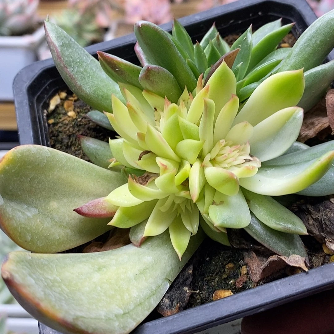 1636 桃花覆轮锦底座