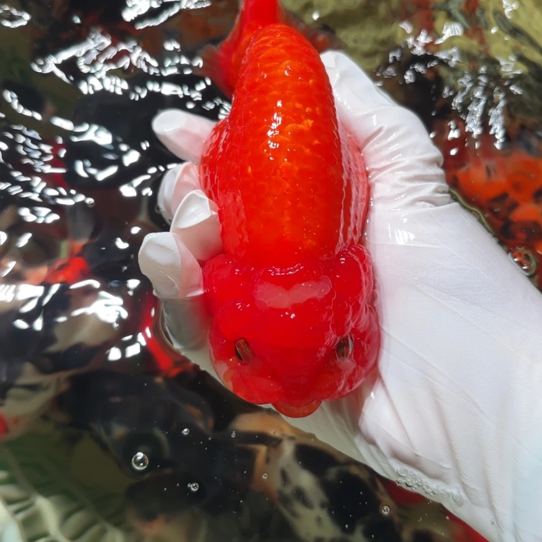 金鱼运费自理不包邮