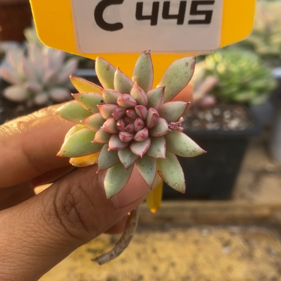 445黄金雨侧芽锦锦锦锦锦锦