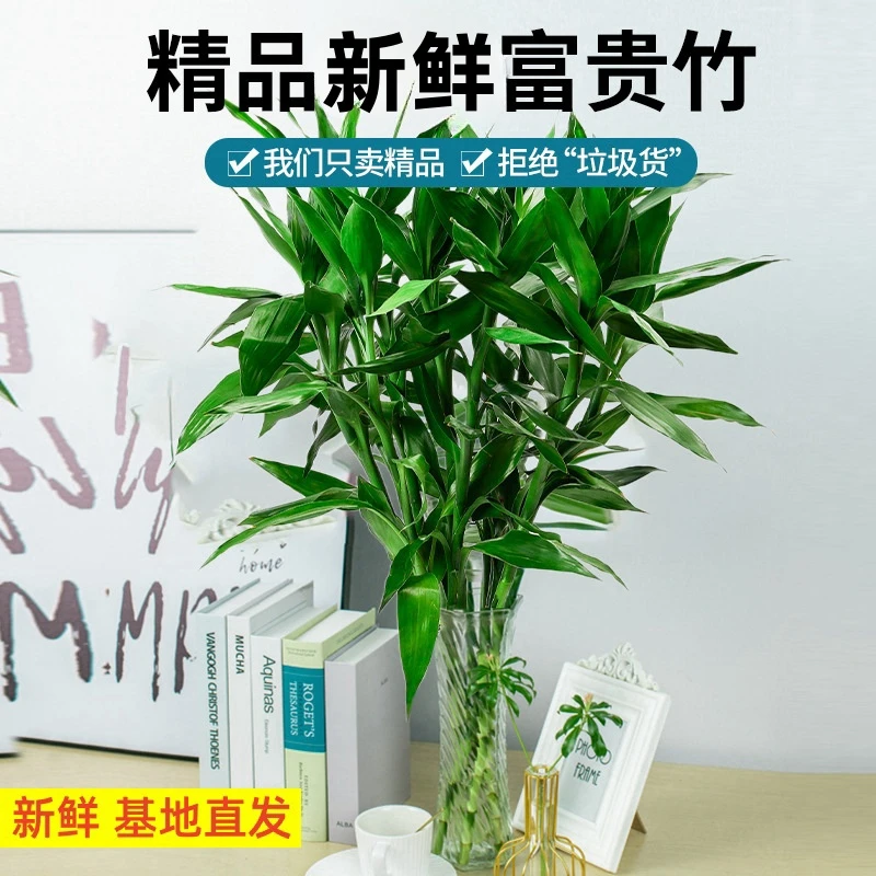 【现摘先发】插水即活绿枝水培植物好养活桌面植物摆件花卉发财竹