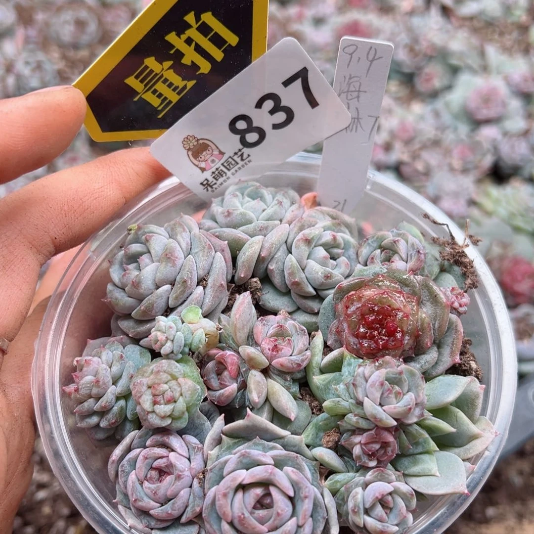 多肉植物多肉植物