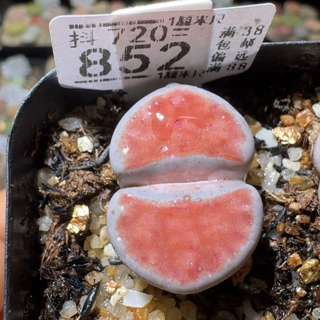 Sss生石花便宜卖了852