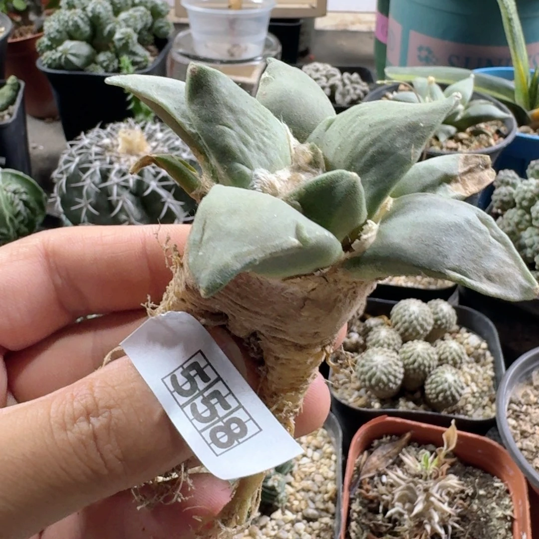 558岩牡丹脱土发货实生