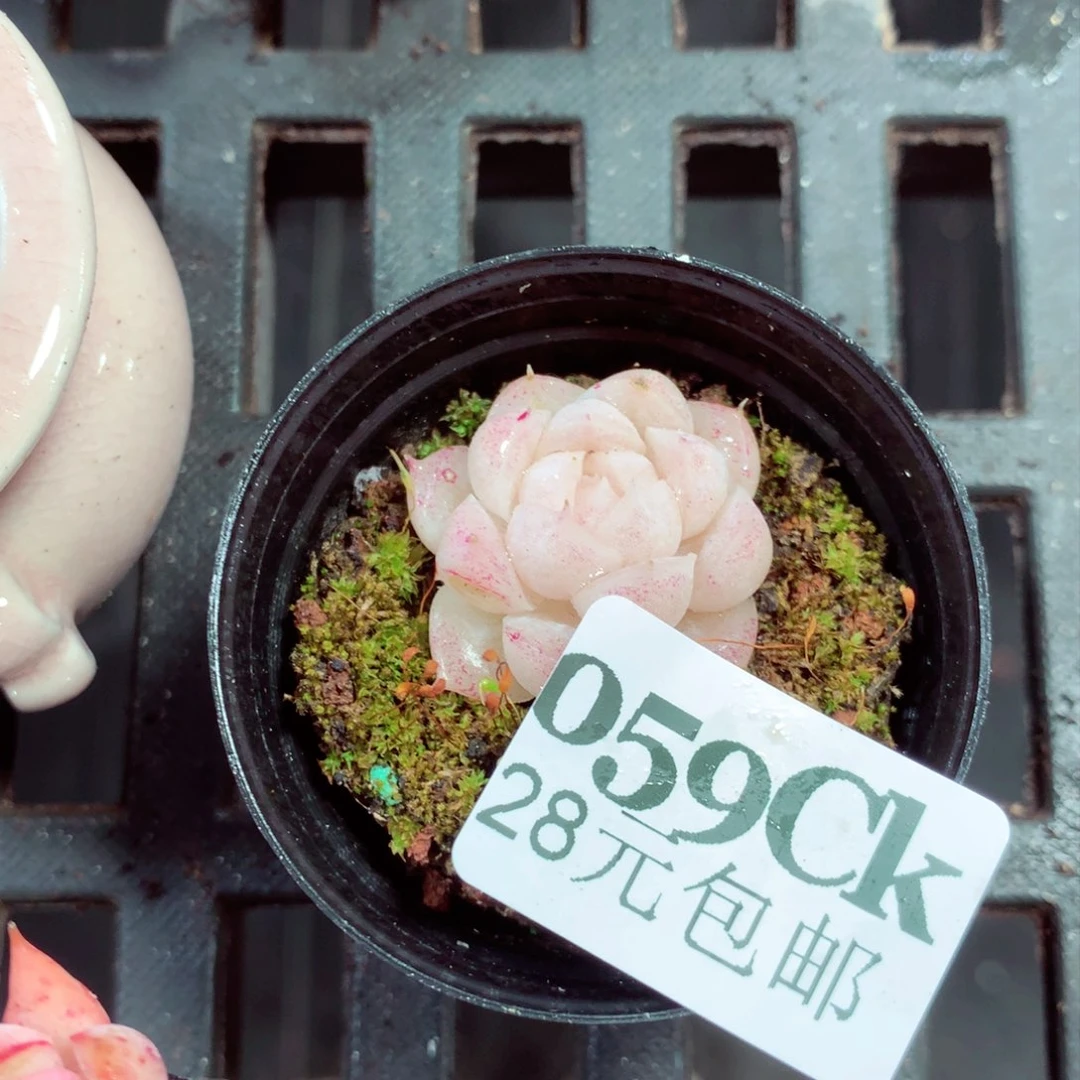 5厘米盆精控多肉059