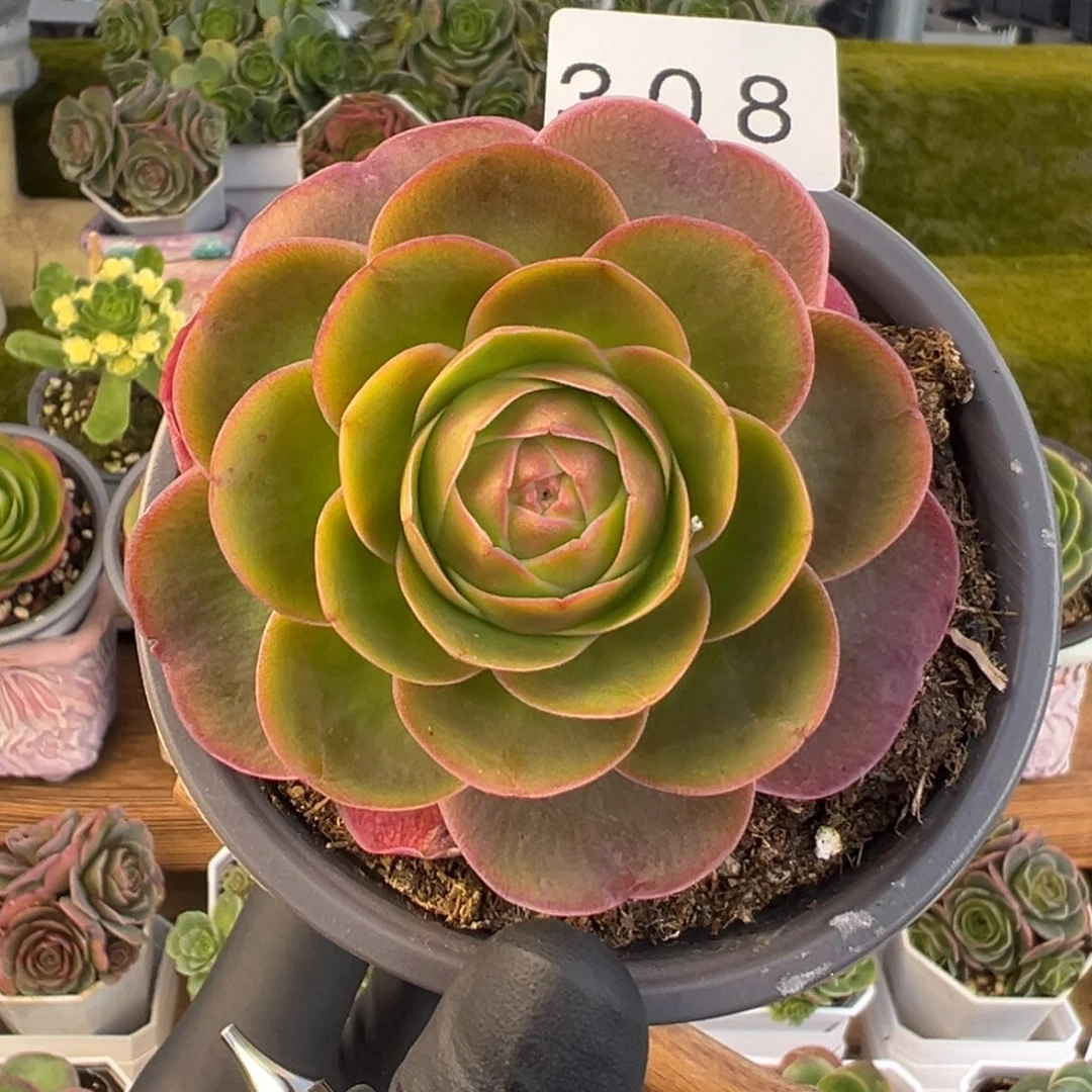 308若桃渐变色7厘米