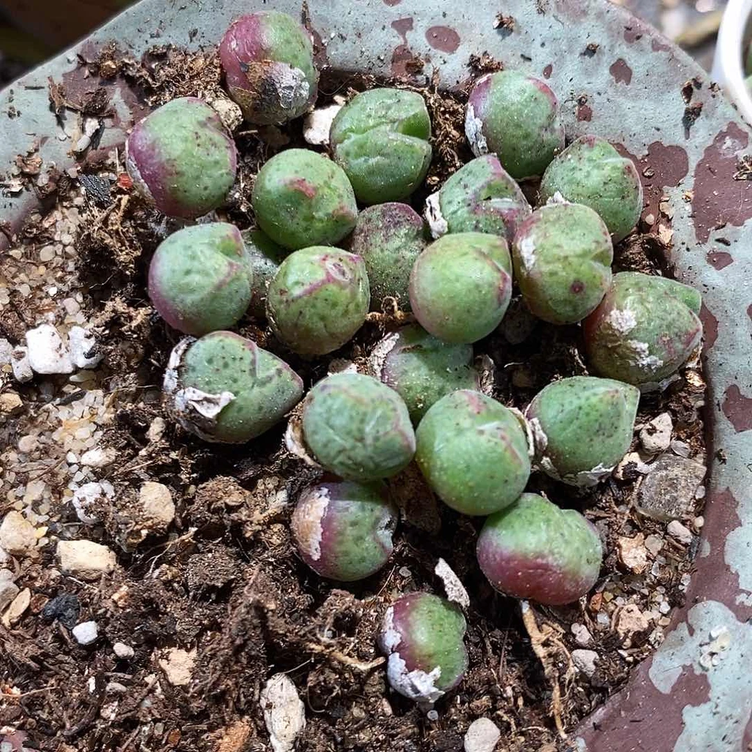 一颗单头猪蹄。