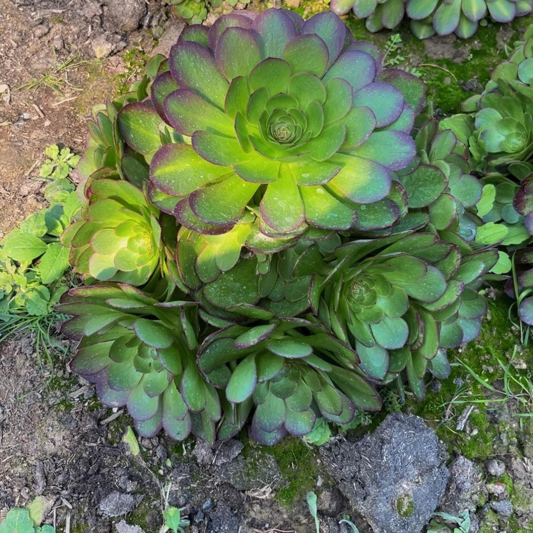 万圣节多肉植物捧花的