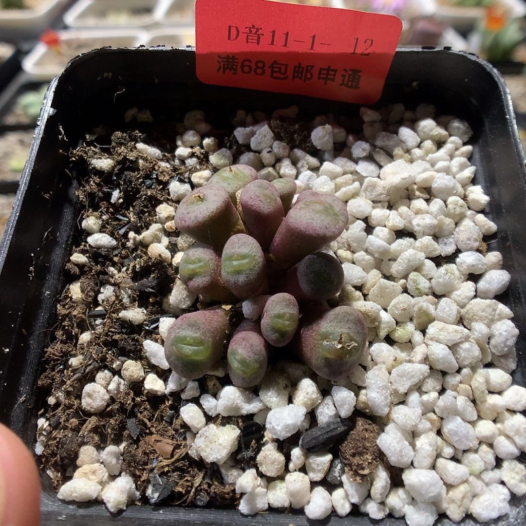 11-1-12    海豚1群