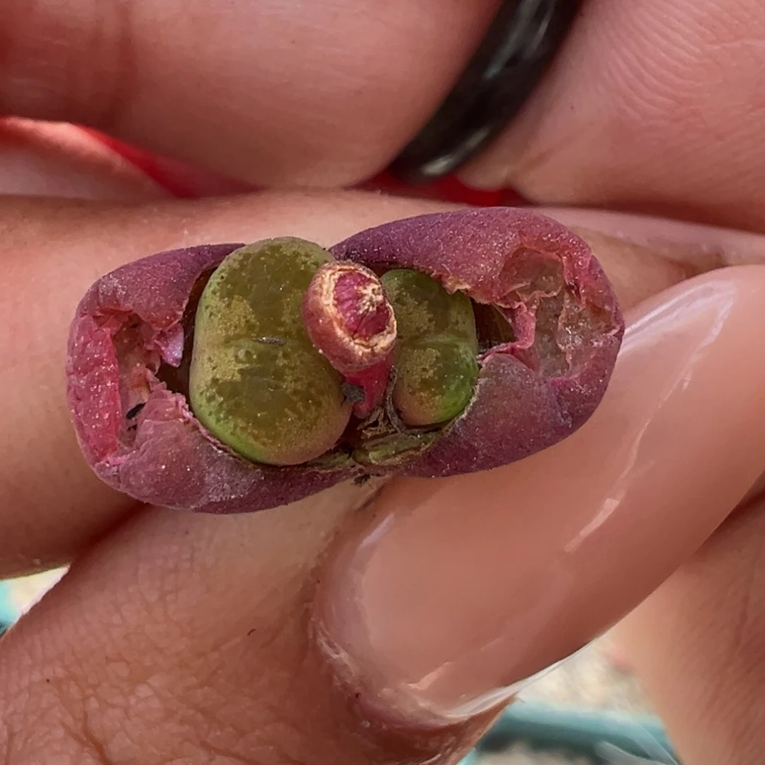 吕桃割多肉多肉多肉