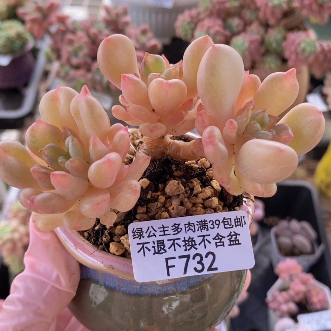 比尔盖茨老桩8cm732多肉植物