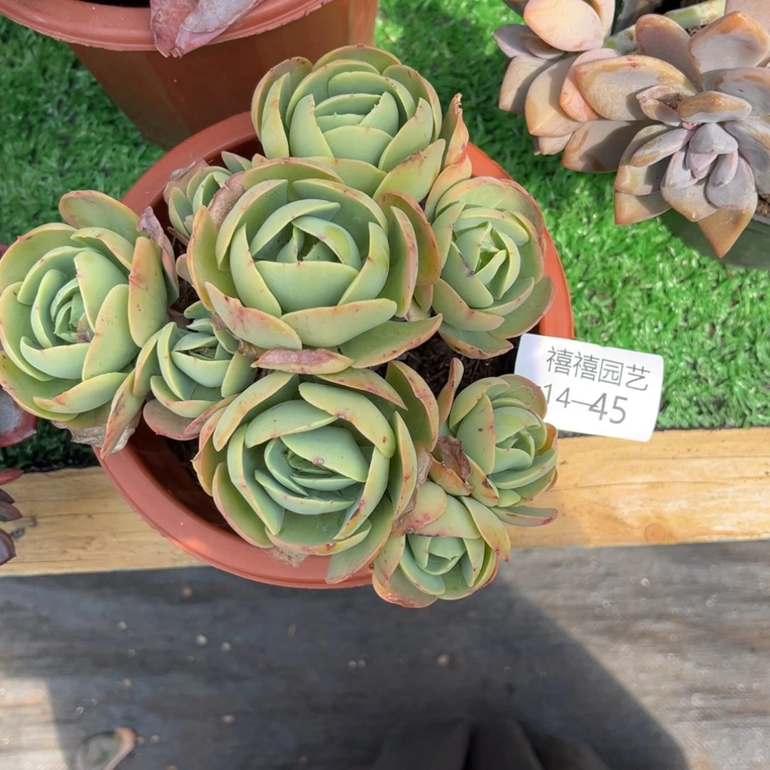 14-45有砍鸡蛋碧桃多肉植物