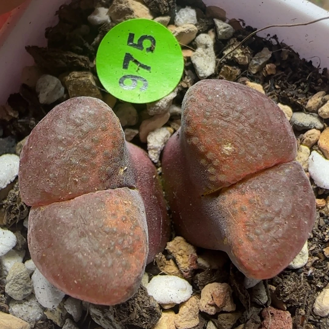 漂漂亮亮多肉植物975