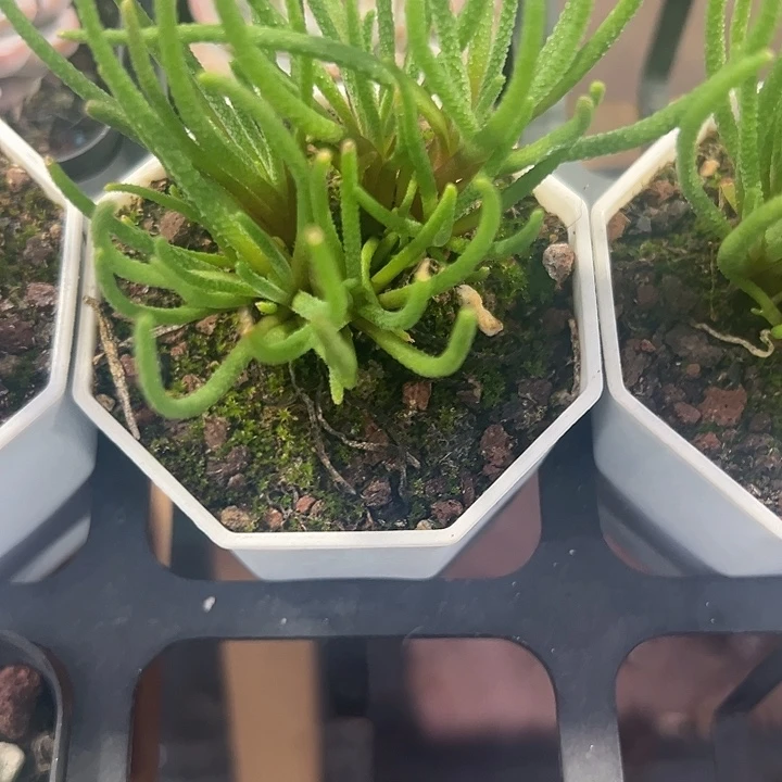 天赐精品多肉植物大战