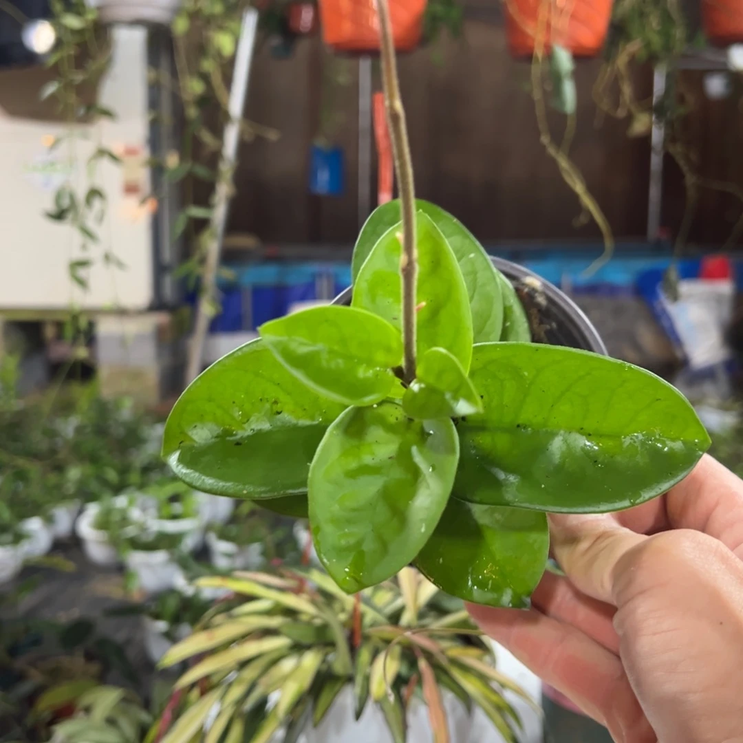 綄***福无花朵克林顿球兰