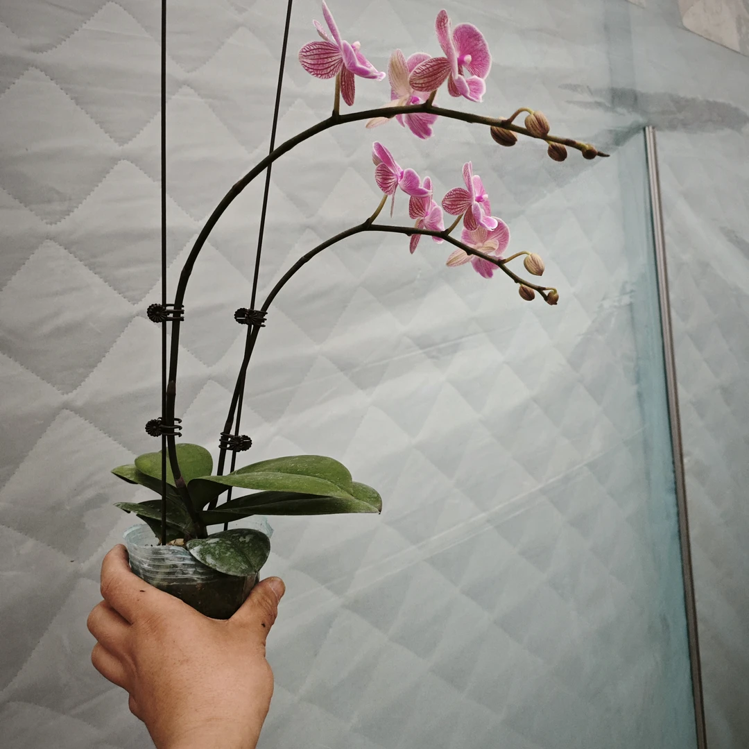 双箭3.0小性感精品蝴蝶兰