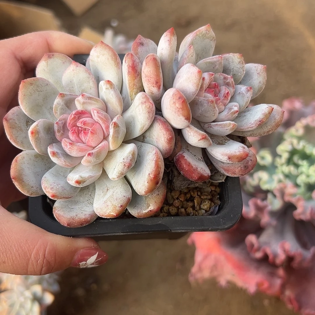 多肉植物橙梦露双头