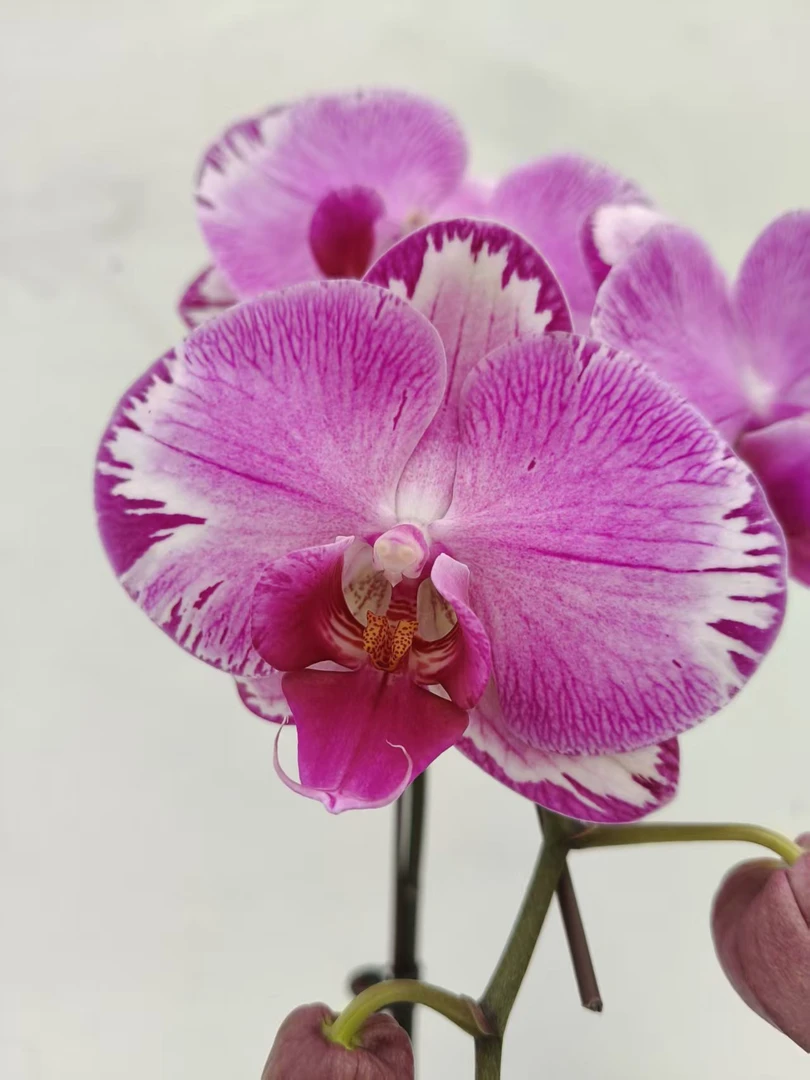 欢然花田培植蝴蝶兰（雷神）单剑两颗福利花苞少花量少