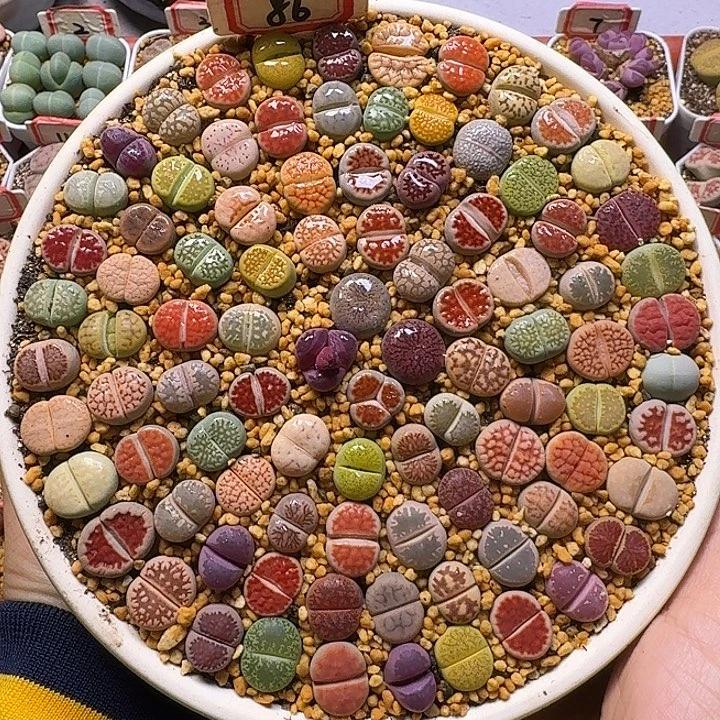 生石花111111。 带盆土。  303