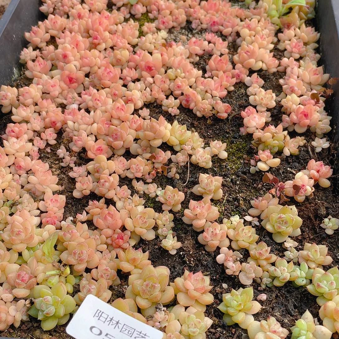 温***C多肉植物多肉植物500