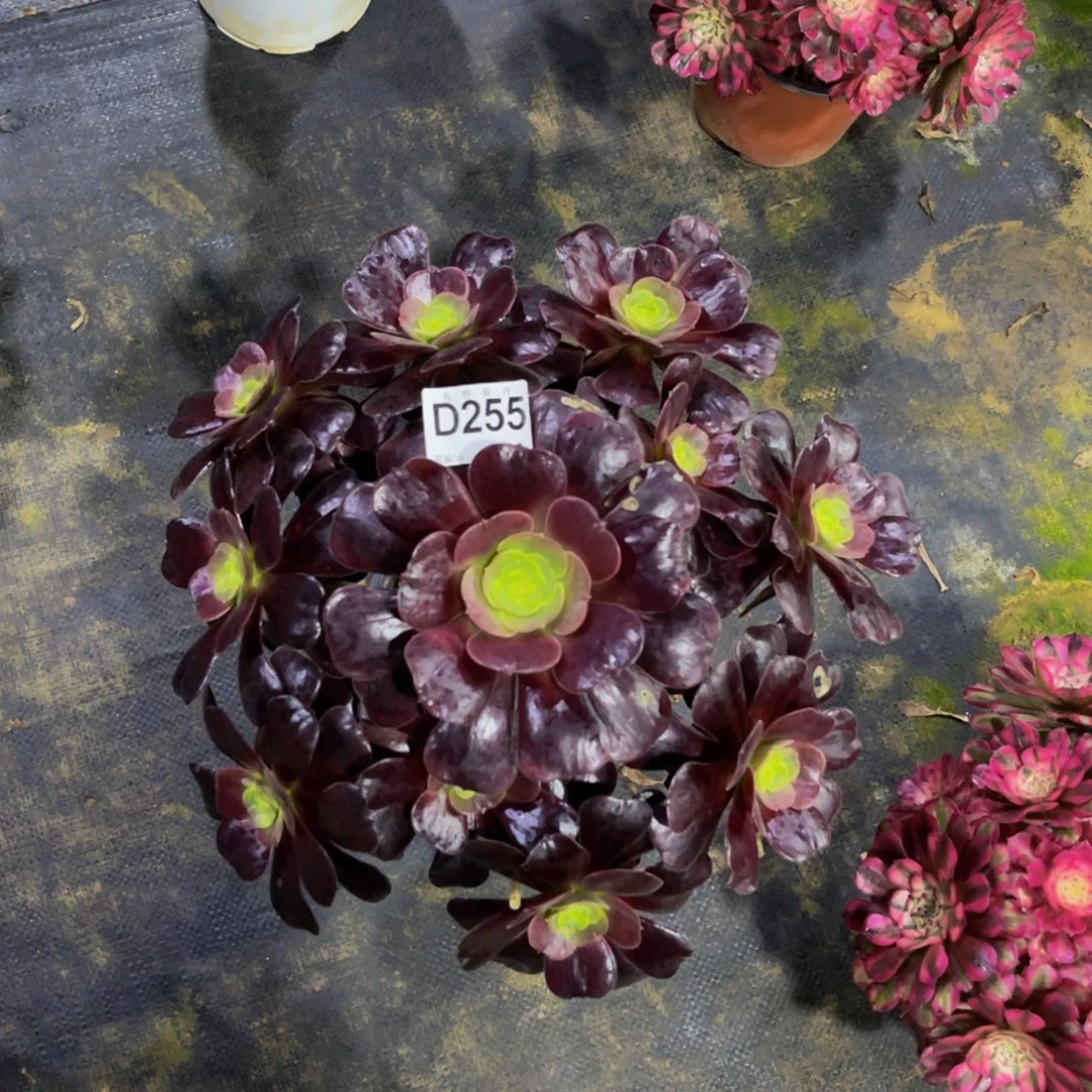 25500紫皇后福利可以拍