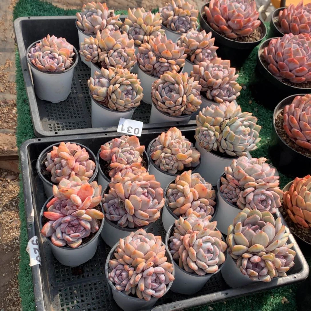 031橙子多肉植物组合