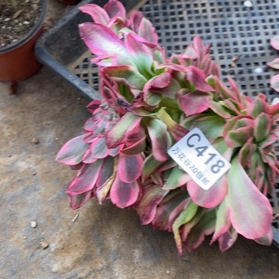 418不认识无根多肉植物
