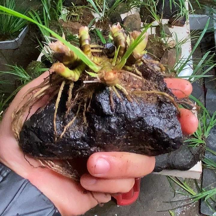 自***司无花朵石菖蒲不去我