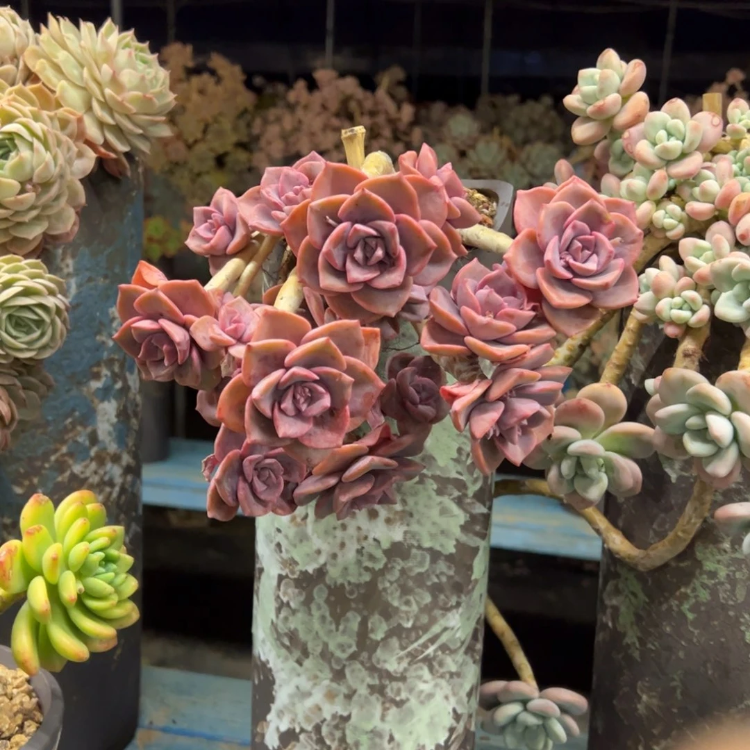 露养老桩脱土裸根彩虹糖