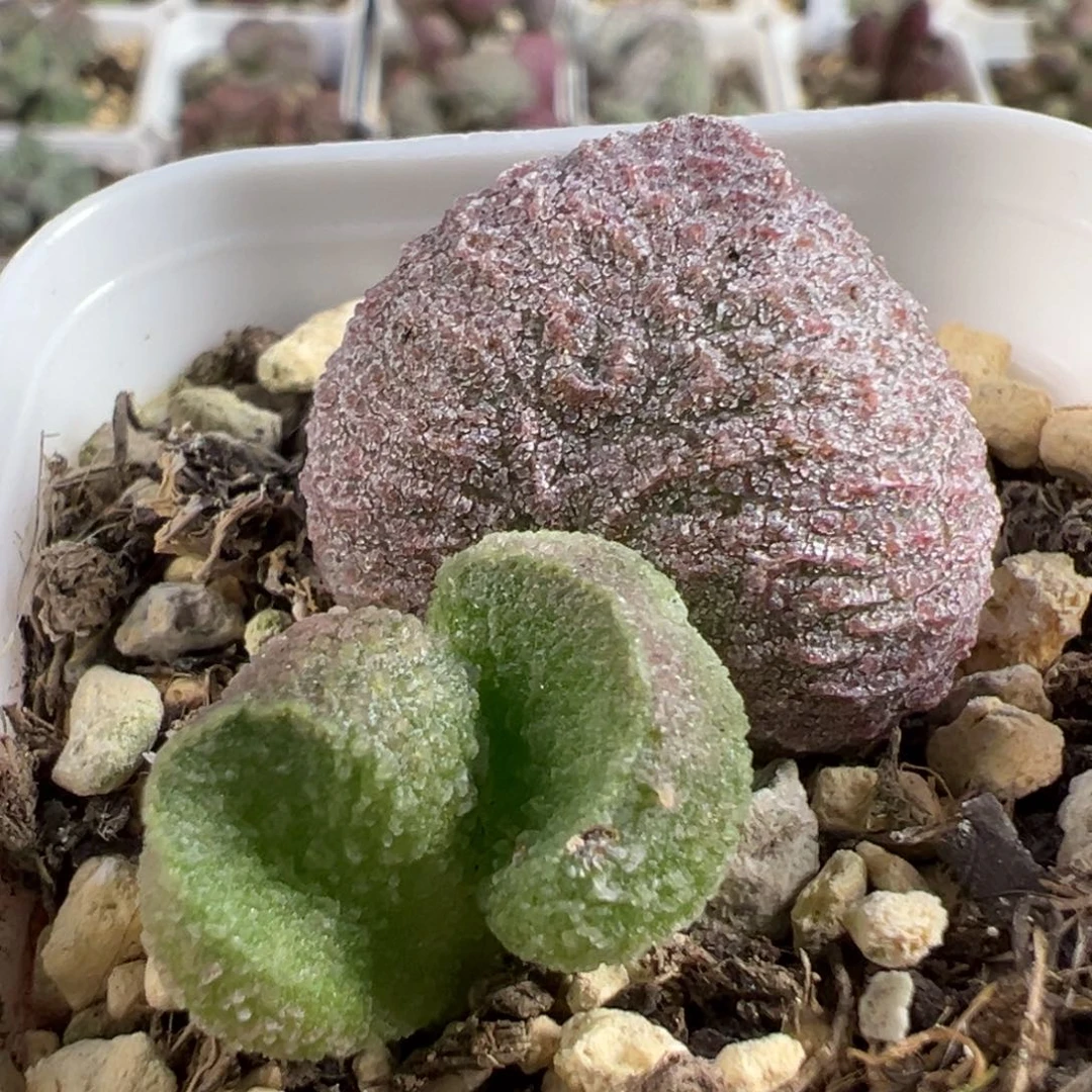 水蜜桃多肉植物水泡