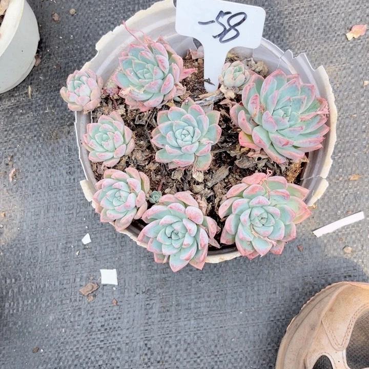晨语多肉一物一拍一58
