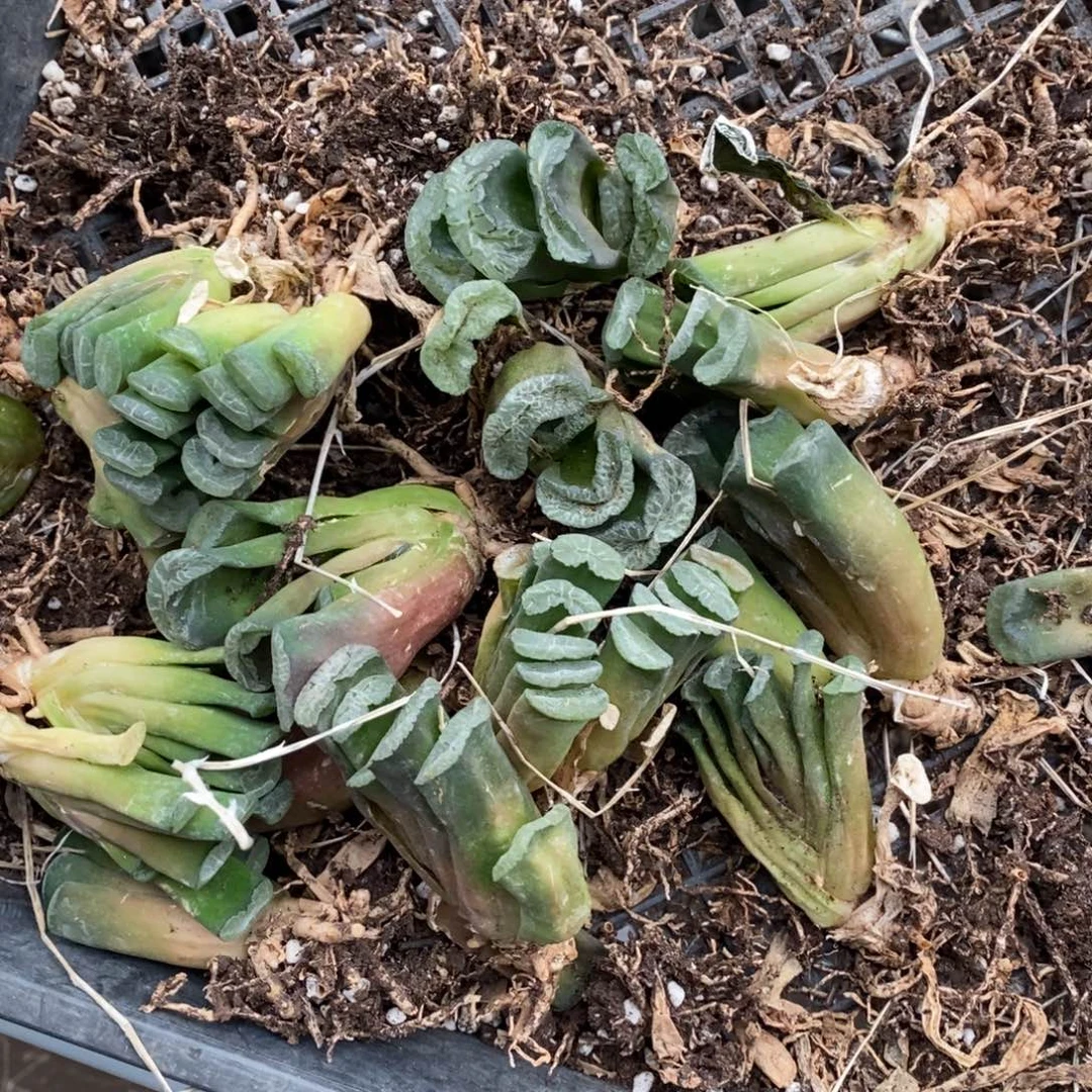 506 一颗实生玉扇 新年福利