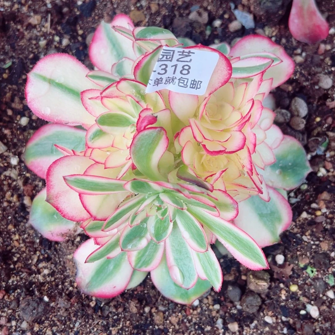 荔枝绣球多肉植物318