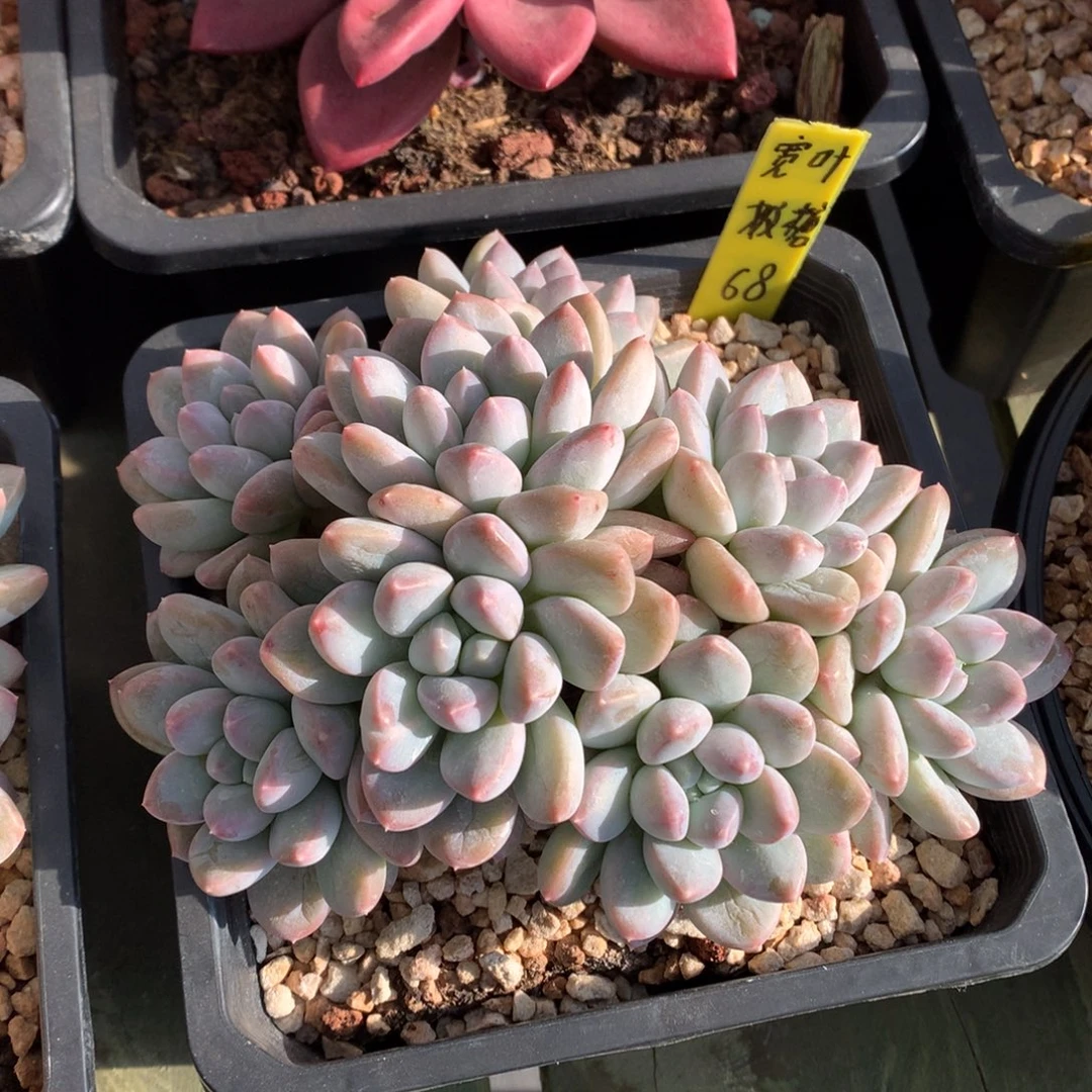 宽叶奶糖  多头  一颗