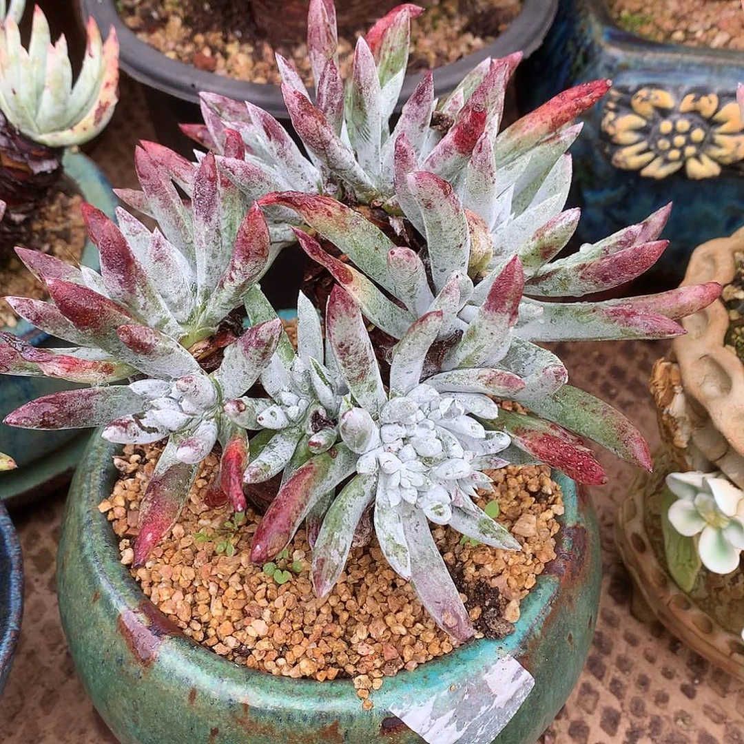 1859爱瑞斯仙女杯多肉