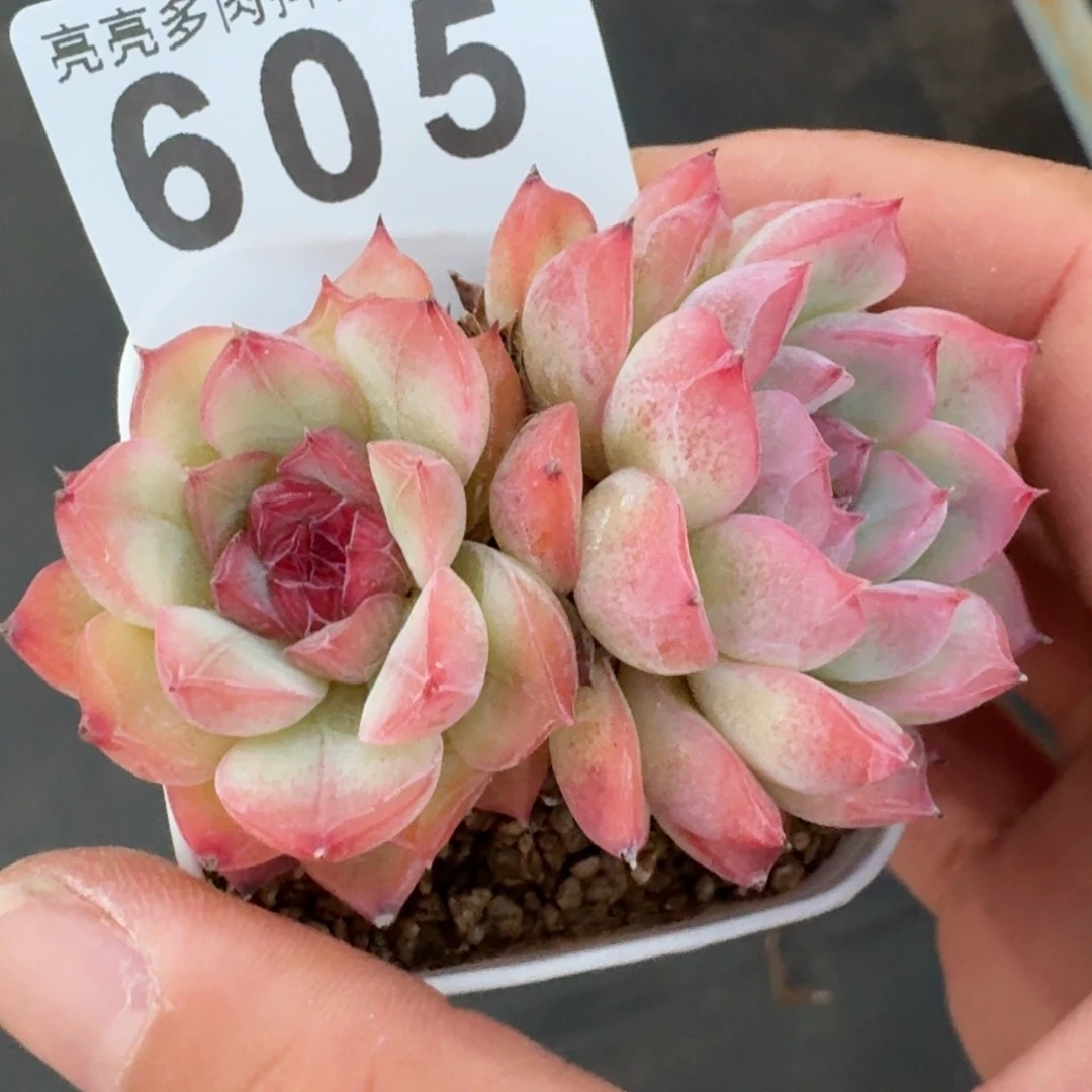 玉笛         多肉植物
