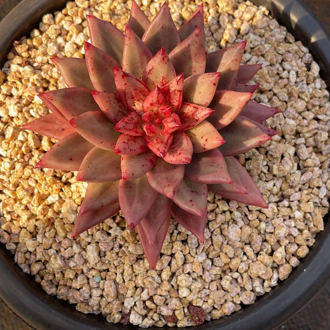 多肉植物一物一拍