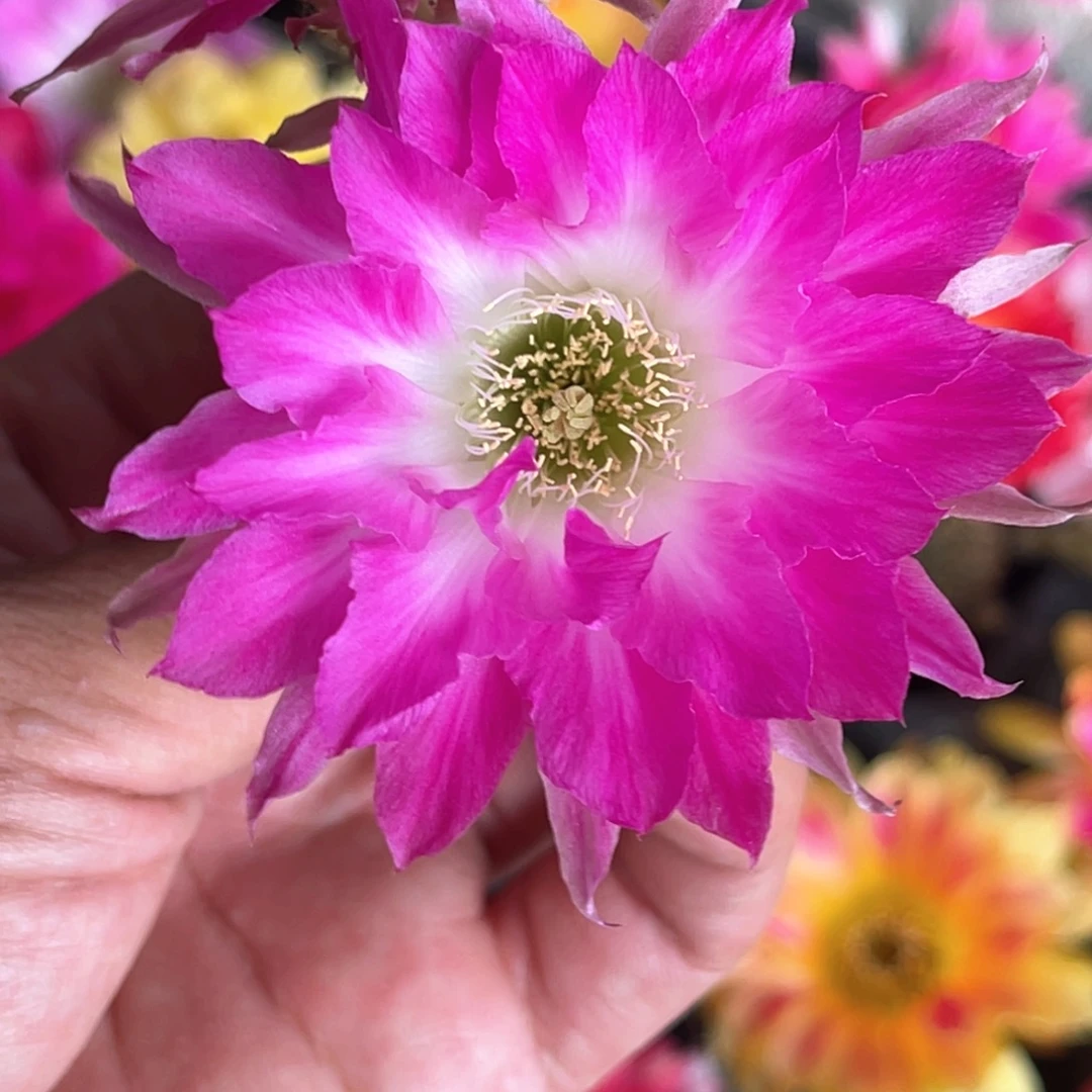 丽 矫姬侧芽 歪 满20包邮3-4公分