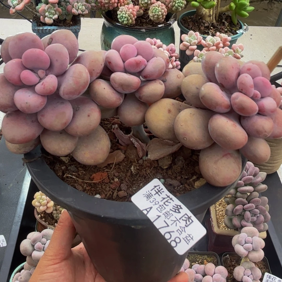 1768腰子桃蛋15cm多肉