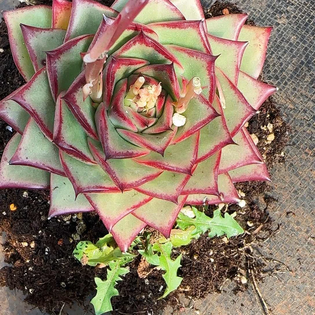 东云一物一拍两颗包邮