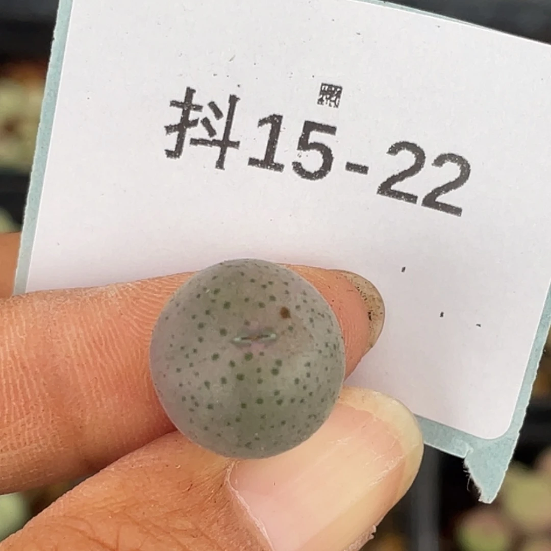 15-22大g多肉植物