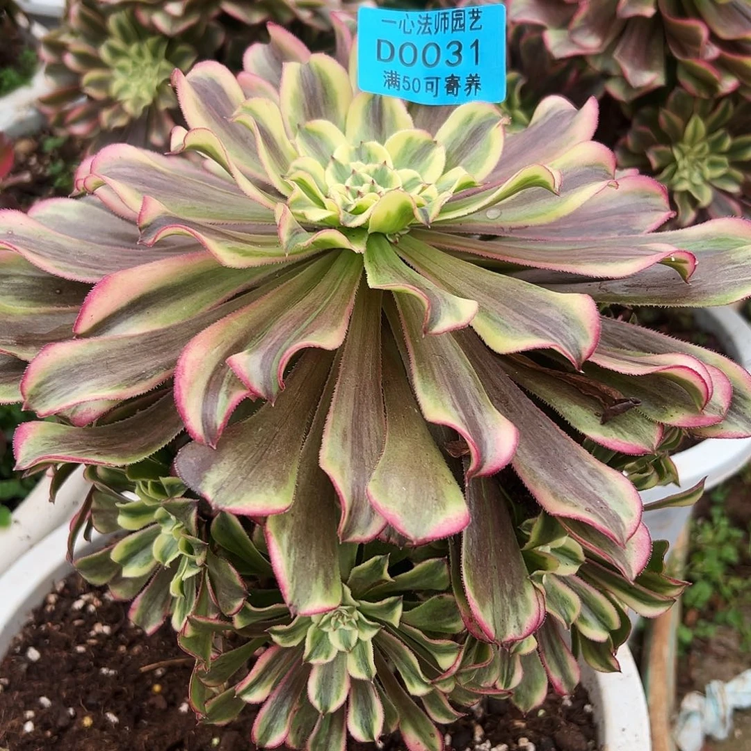 0031多肉植物波澜
