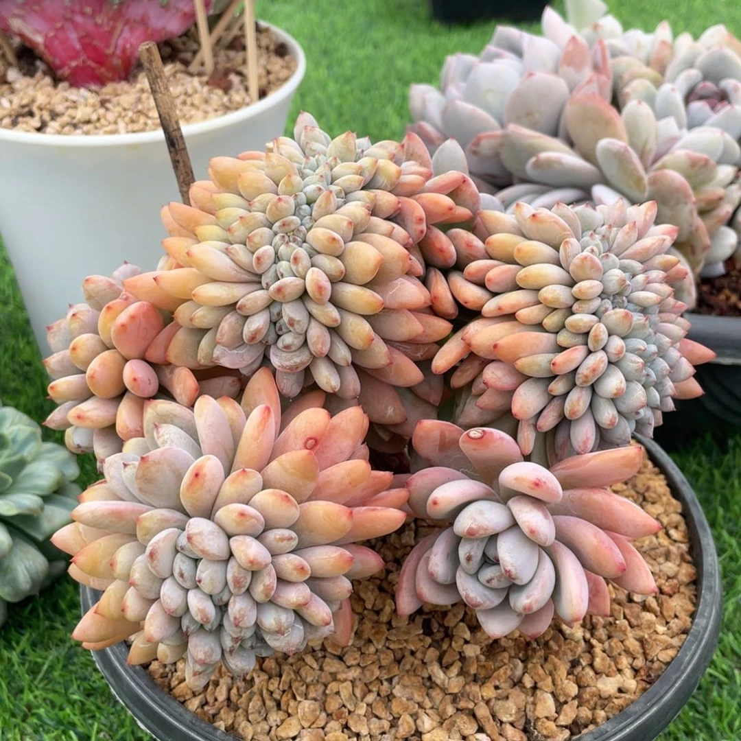 星星雪缀化多肉植物