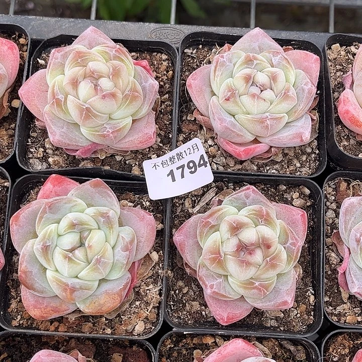 阿雅园艺。     1794