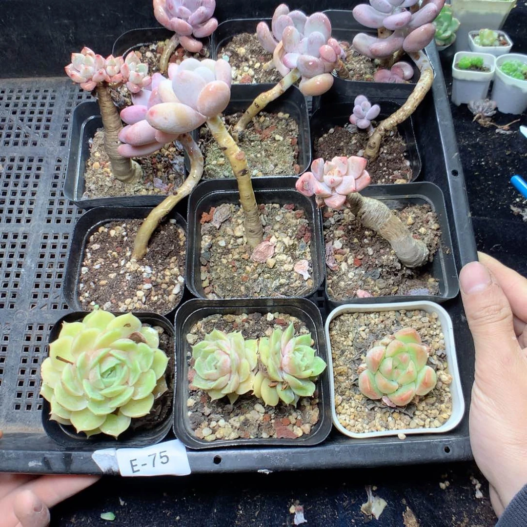 无花朵E75英语英语和根根英语英语