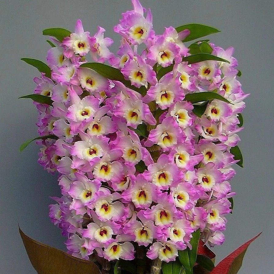 幻想天使｜春石斛（无花苗）  花瓣颜色紫粉渐变有香味盆栽